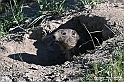 VBS_1 -  Plateau du Mont-Cenise, Grand Croix, Marmotte_-_0068 mt